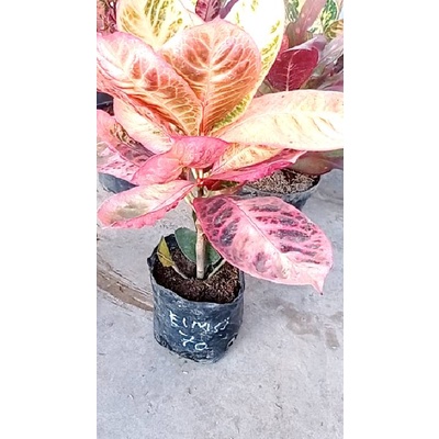 live tgl 06 ags deal kak @eimsj9vskh krispatih arumanis ayu ting ting