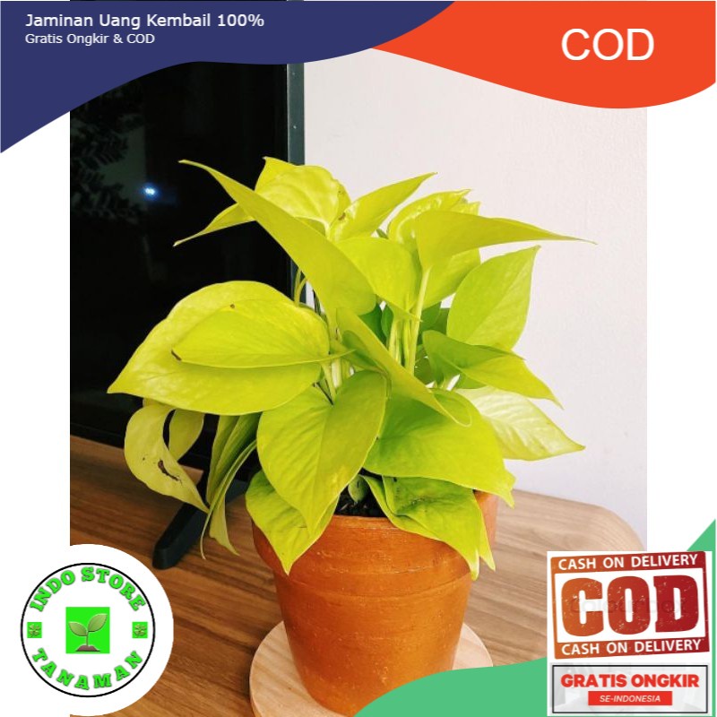 BISA COD  Tanaman hias Sirih gading lemon - sirih gading kuning (tanaman hidup-bunga hidup Besar Rim