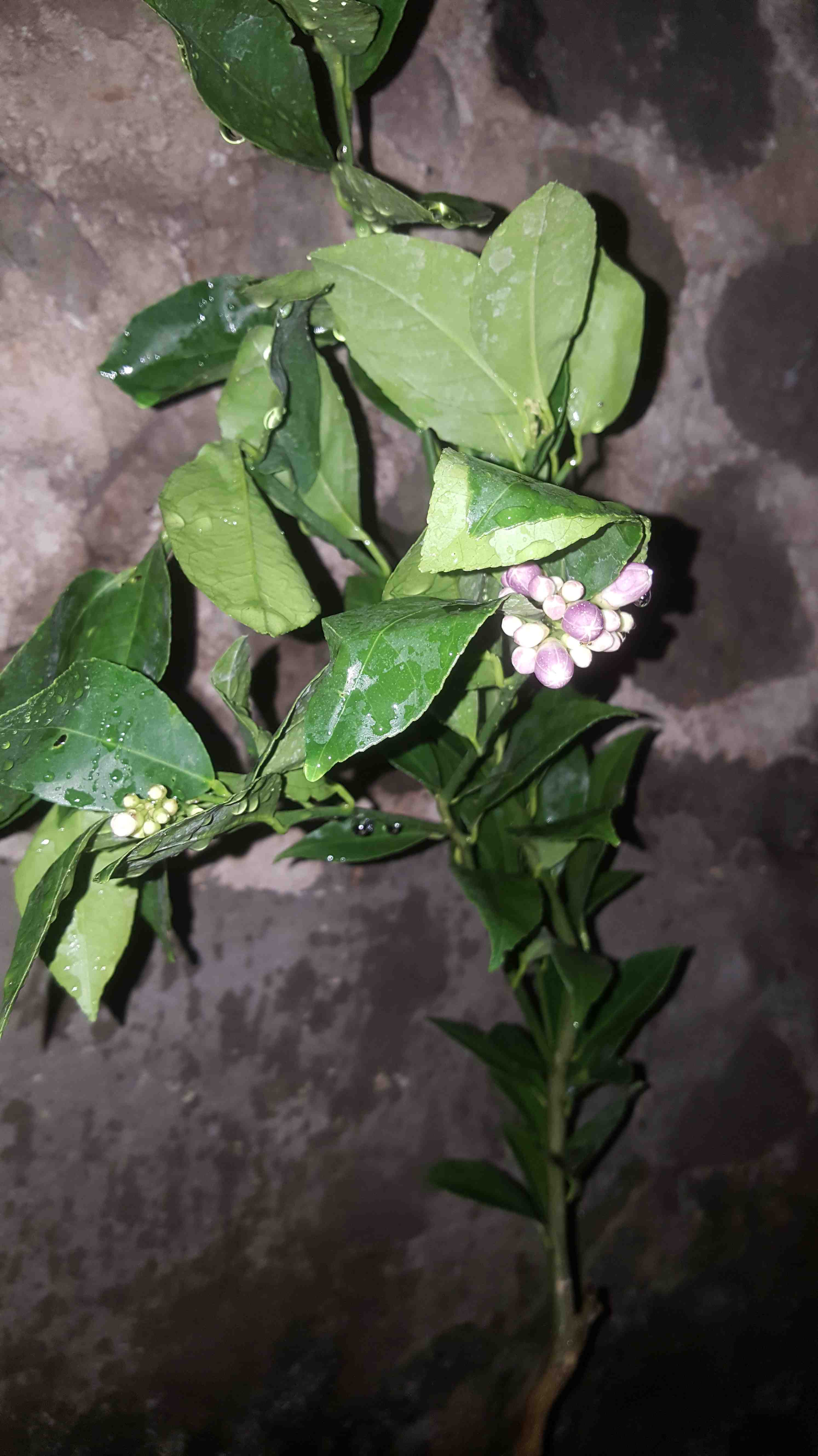 Bibit Jeruk Lemon California Berbunga