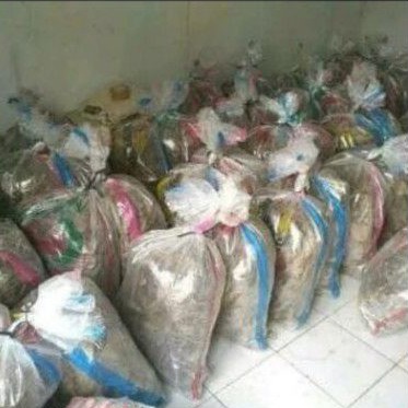 Jangkrik Hidup Hasil Ternak Karungan 1 Kg