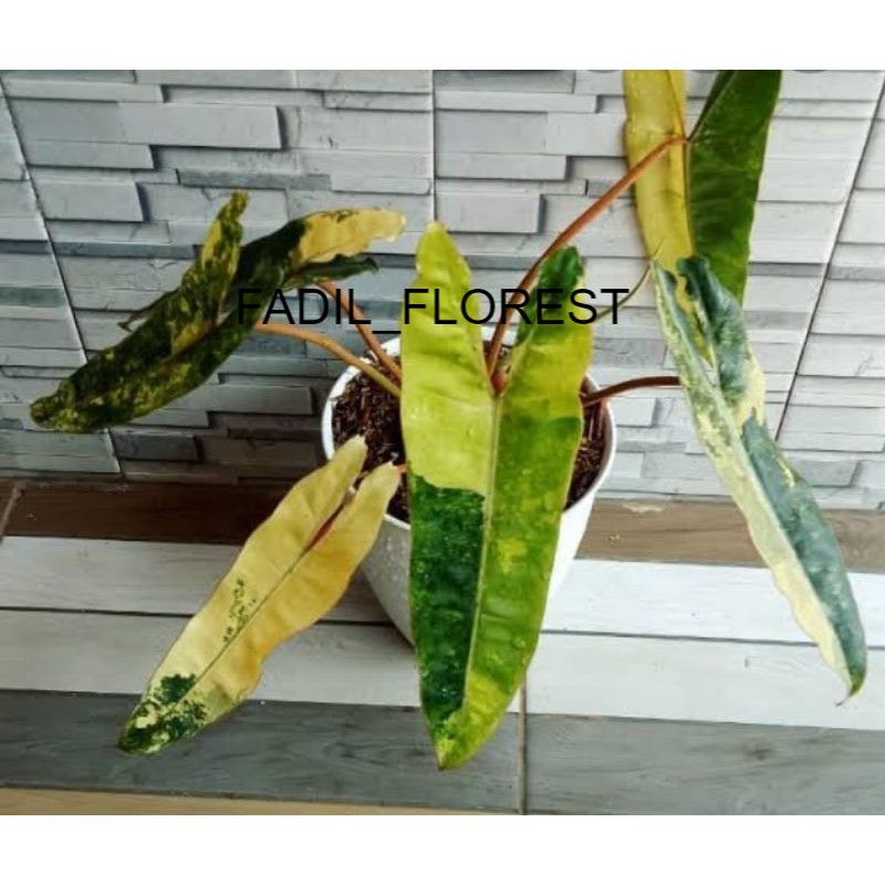 Tanaman hias philodendron billietiae variegata - philodendron kabel busi varigata FADIL_FLOREST