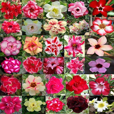 Kedai Benih Bibit Adenium Mix ~ 2 Biji