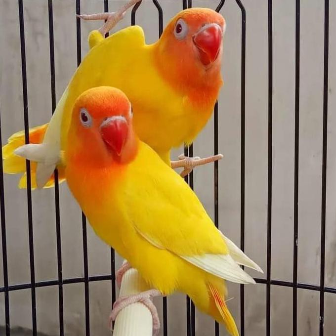 21+ Burung Lovebird Mata Merah Background