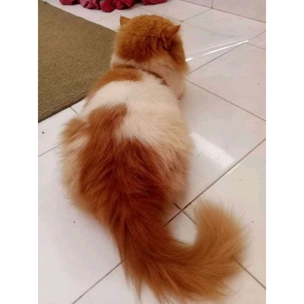 Peaknose jantan 15 bln