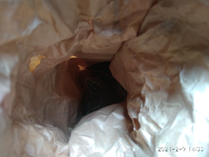 Puyuh Jantan (remaja)