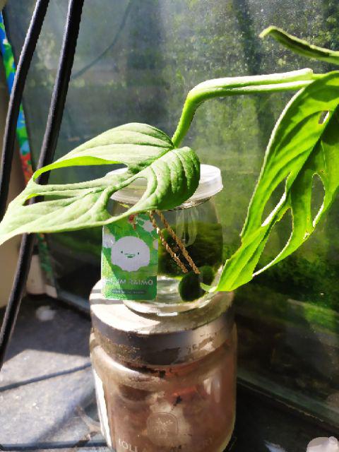 Marimo Moss Ball In Jar Tinggi 240 Ml 1< Alga Jepang