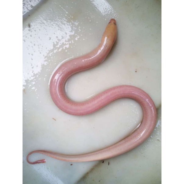 BELUT PUTIH ALBINO / TERLANGKA / ASLI DARI RIAU 35cm