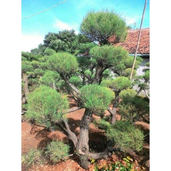Cemara udang bahan bonsai