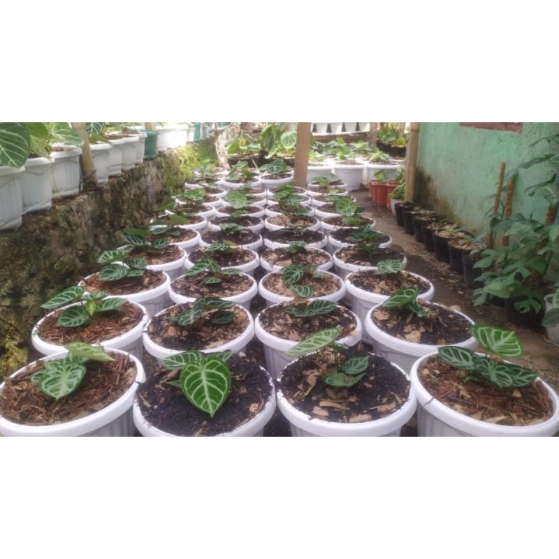 TANAMAN ANTHURIUM DORAYAKI ORIGINAL