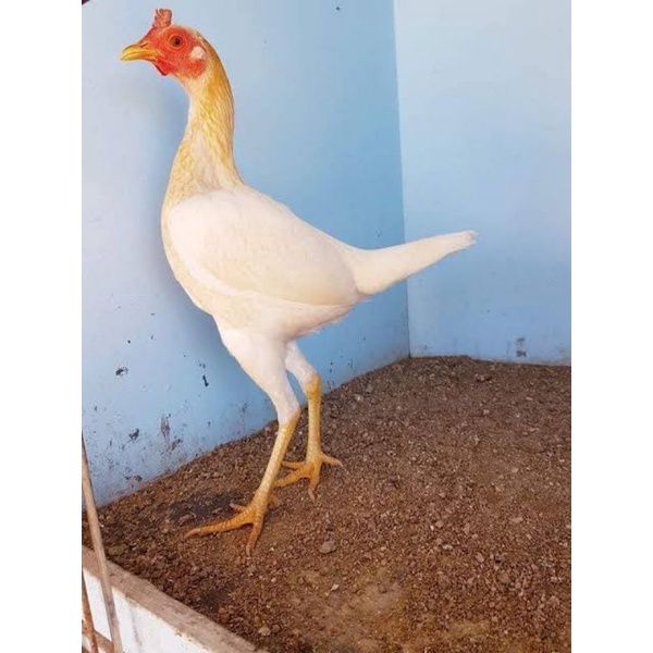 

TELUR AYAM MGB MODERNA UNTUK DI TETASKAN