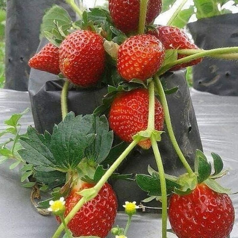 bibit strawberry jumbo manis