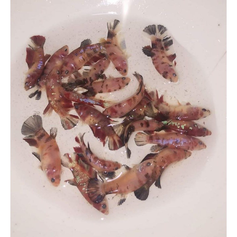 Ikan cupang betina full telur nemo, koi, dan multicolour