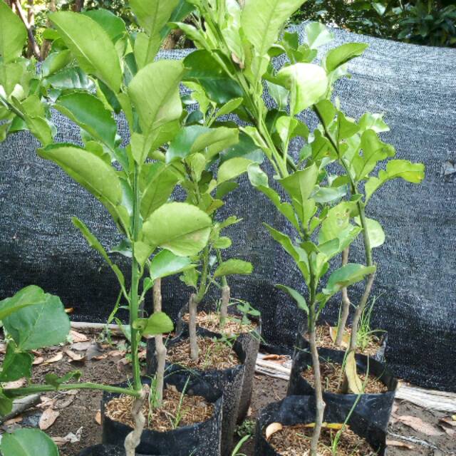 Bibit jeruk bali merah/red pamelo