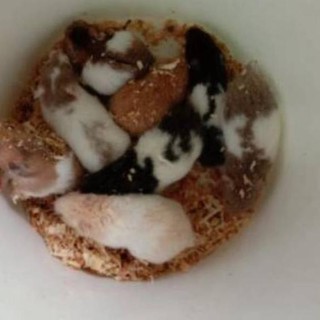 Hamster Syrian Anggora Remaja Gak Gigit Shopee Indonesia