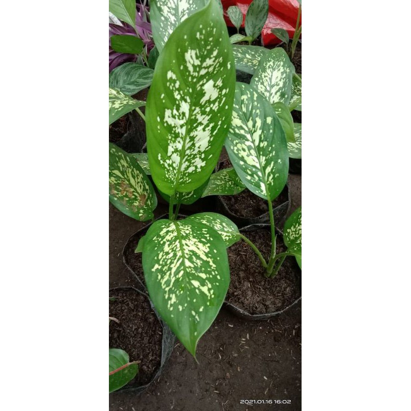 blanceng beras tumpah