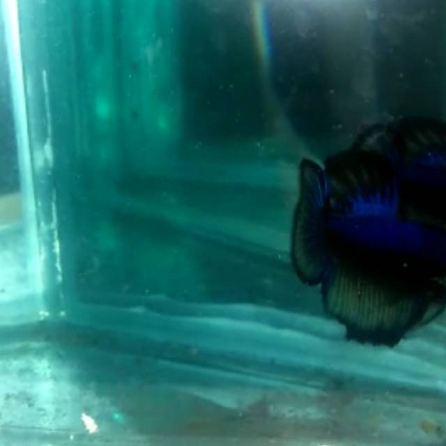 Cupang HMPK BBL line avatar