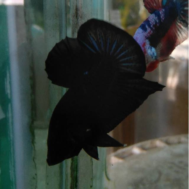 Gambar Ikan Cupang Hitam - Jual Ikan Cupang Hias Plakat Hitam