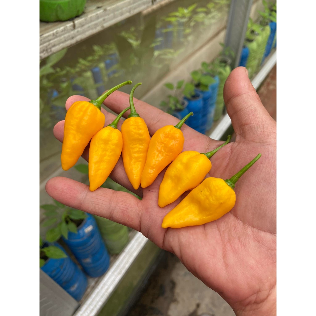 Benih Bibit Biji - Cabai Fatalii Yellow Cabe Super Pedas Pepper Seeds