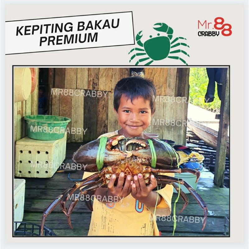 

Kepiting Bakau Hidup Premium, dari Raja Ampat Papua. Dijual Per KG.