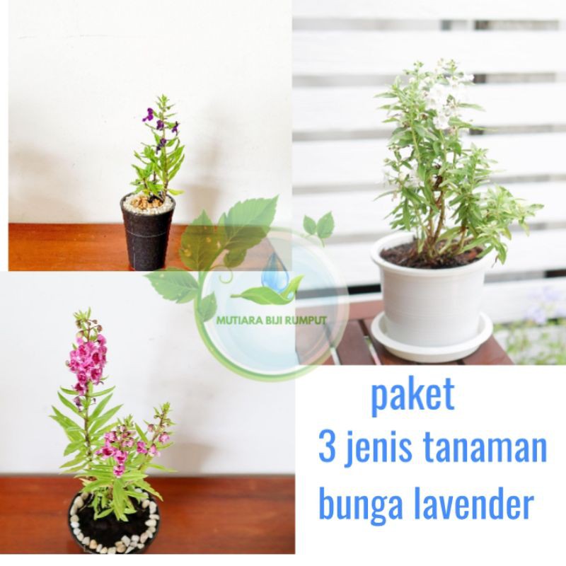 paket tanaman hias lavender mix warna-tanaman hias lavender