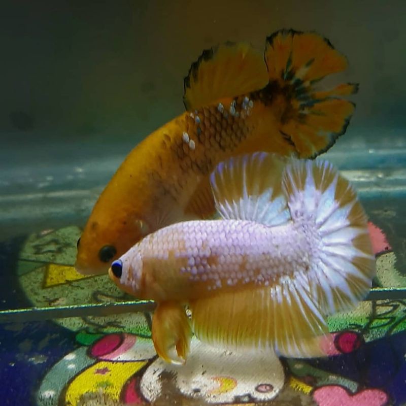 

yellow white scale bahan