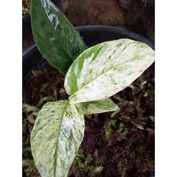 Rhaphidophora Foraminifera Marble / Rhaphidophora Foraminifera / Foraminifer Marble Varigata