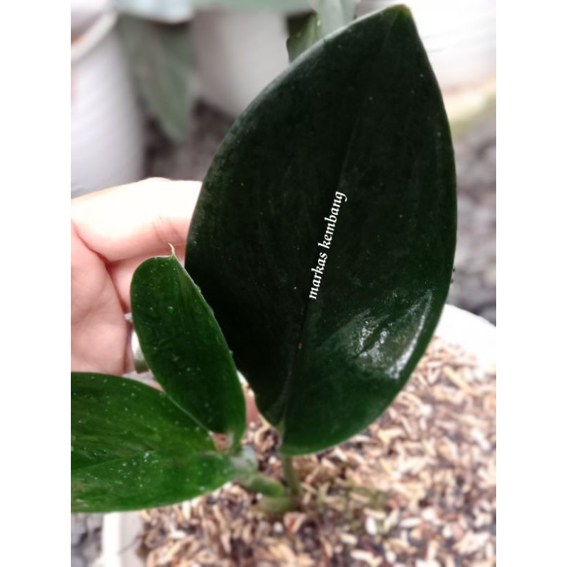 Tanaman Hias Scindapsus Treubii Darkform / Scindapsus Treubii Black