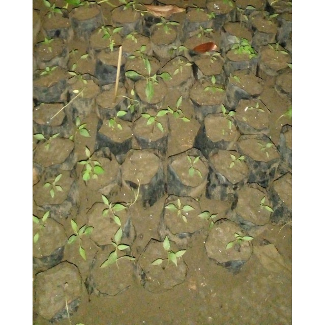 

cabe keriting merah umur 2 minggu