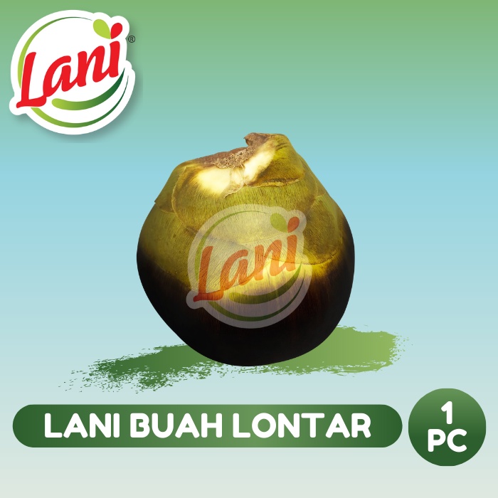 

Lani Buah Lontar Utuh (1 buah)