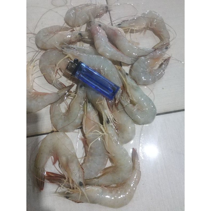 

udang peci size 50-60 500gr