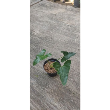 Philodendron soledad / thaumatophyllum soledad