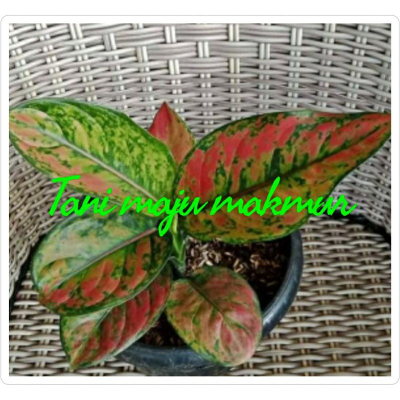 AGLONEMA HENGHENG MERAH UKURAN DEWASA JUMBO