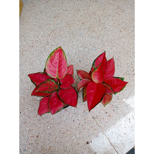 aglonema paket super red Anja maroon &amp; suksom spesial