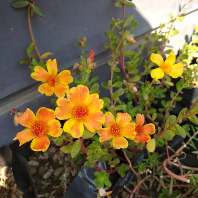 Krokot TIGER CROWN Duna Series mossrose mawar tanah portulaka