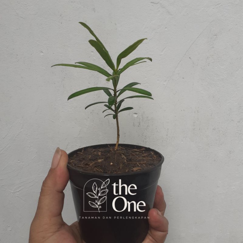 Bibit Lohansung Mawar dari Semai Biji