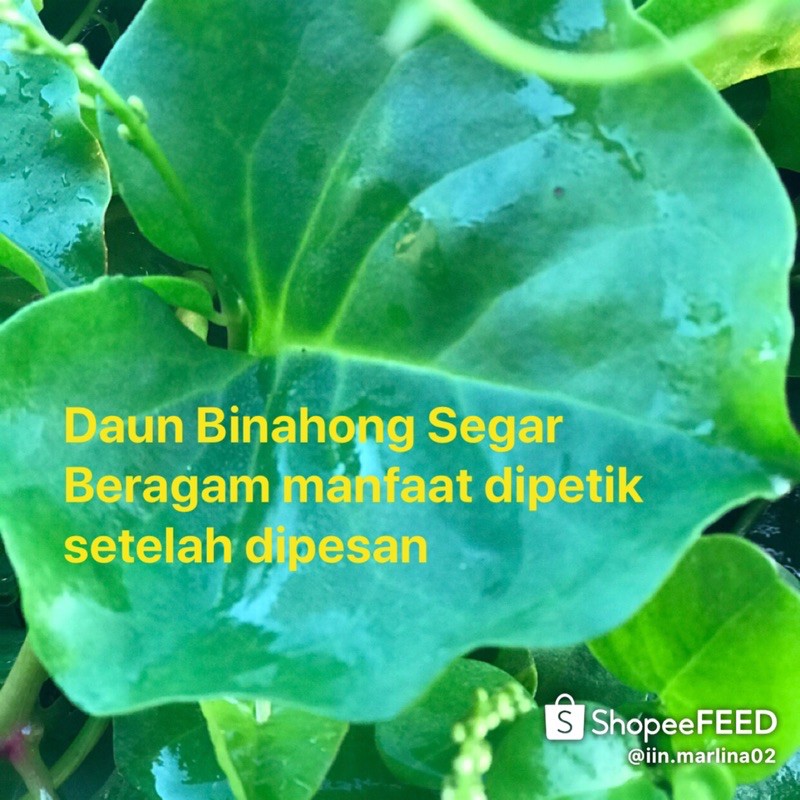 

Daun Binahong Segar