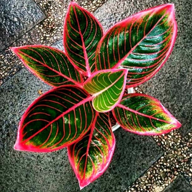 Aglonema red lisptik mutasi (Tanaman hias aglaonema red lipstik mutasi) - tanaman hias hidup - bunga hidup - bunga aglonema - aglaonema merah - aglonema merah - aglaonema murah - aglonema murah