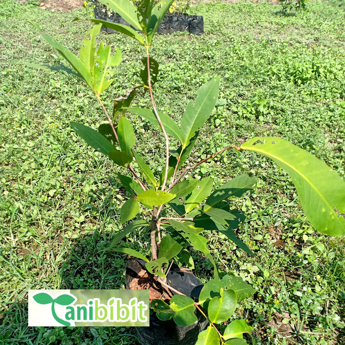 bibit pohon jambu madu dely/jambu madu merah