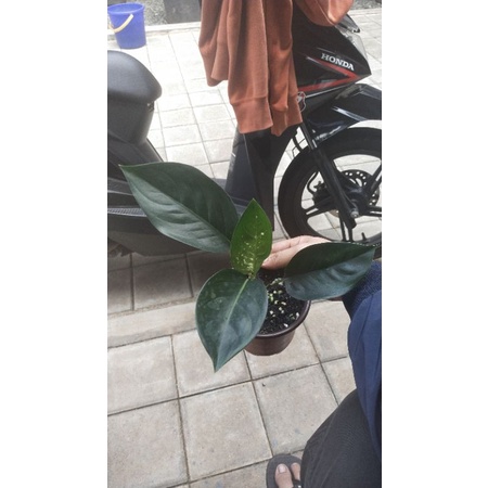 AGLAONEMA KOCHIN SUTRA