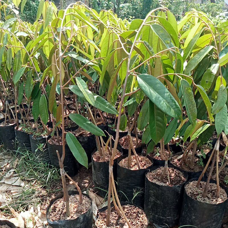 BIBIT DURIAN SUPER TEMBAGA KAKI TIGA SUPER UNGGUL