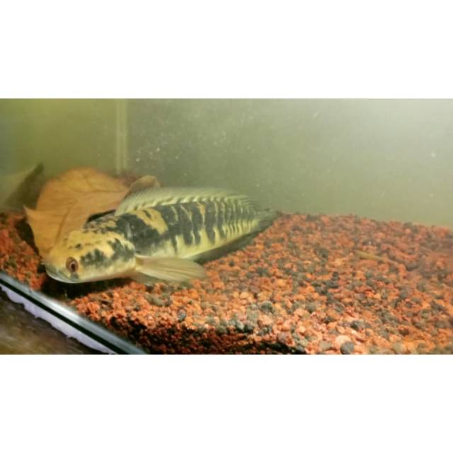 

Channa yellow sentatum 31cm