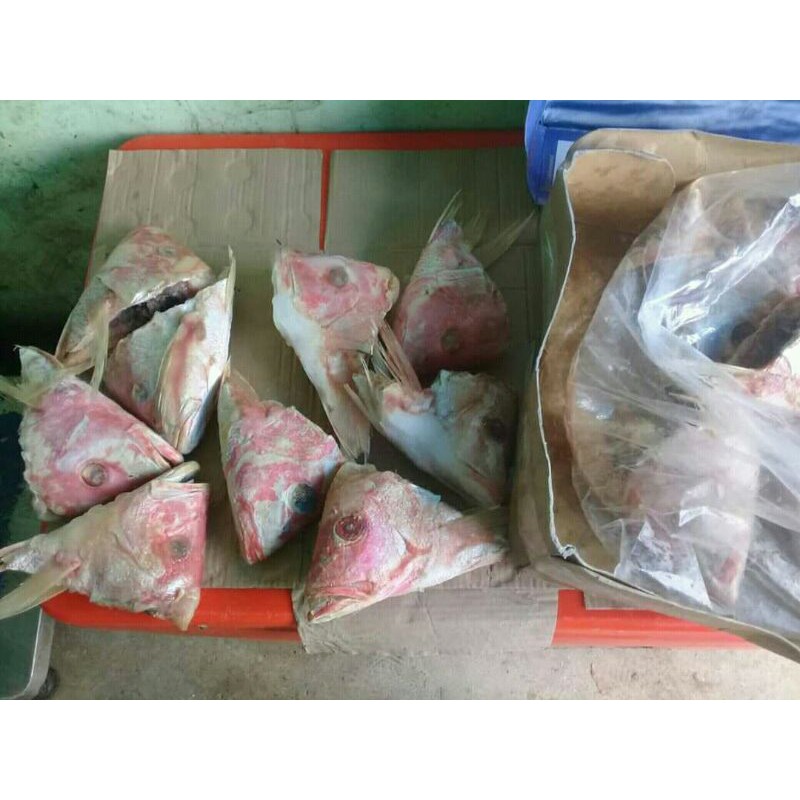 

KEPALA IKAN KAKAP