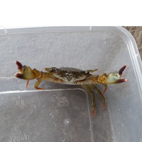 

kepiting hijau laut