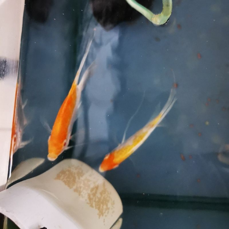 Sepasang Angelfish Manfish RCA ud Pair proven. ikan ud gonad siap nelor cocok untuk yg pengin breed.