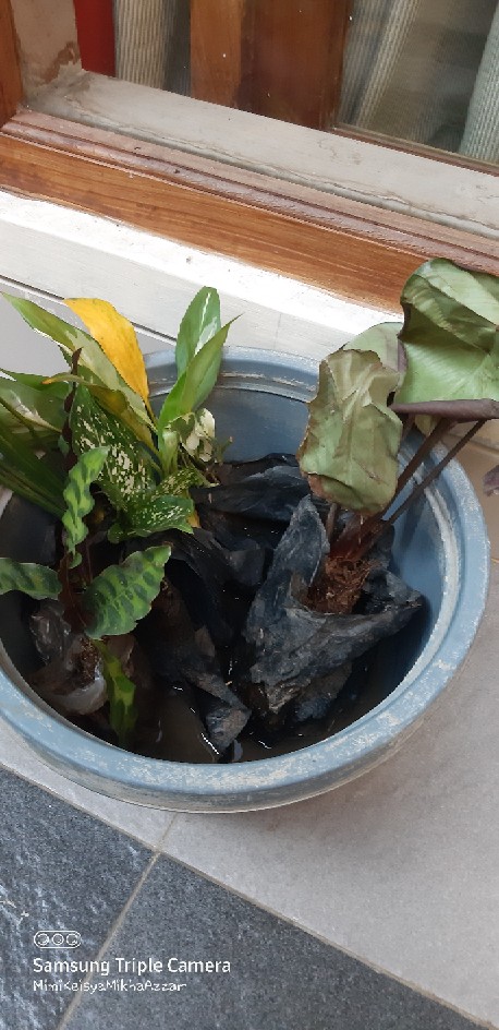 Tanaman Hias Sirih Gading Enjoy - Pohon Sirih Gading Koin - Tanaman Gantung Merambat