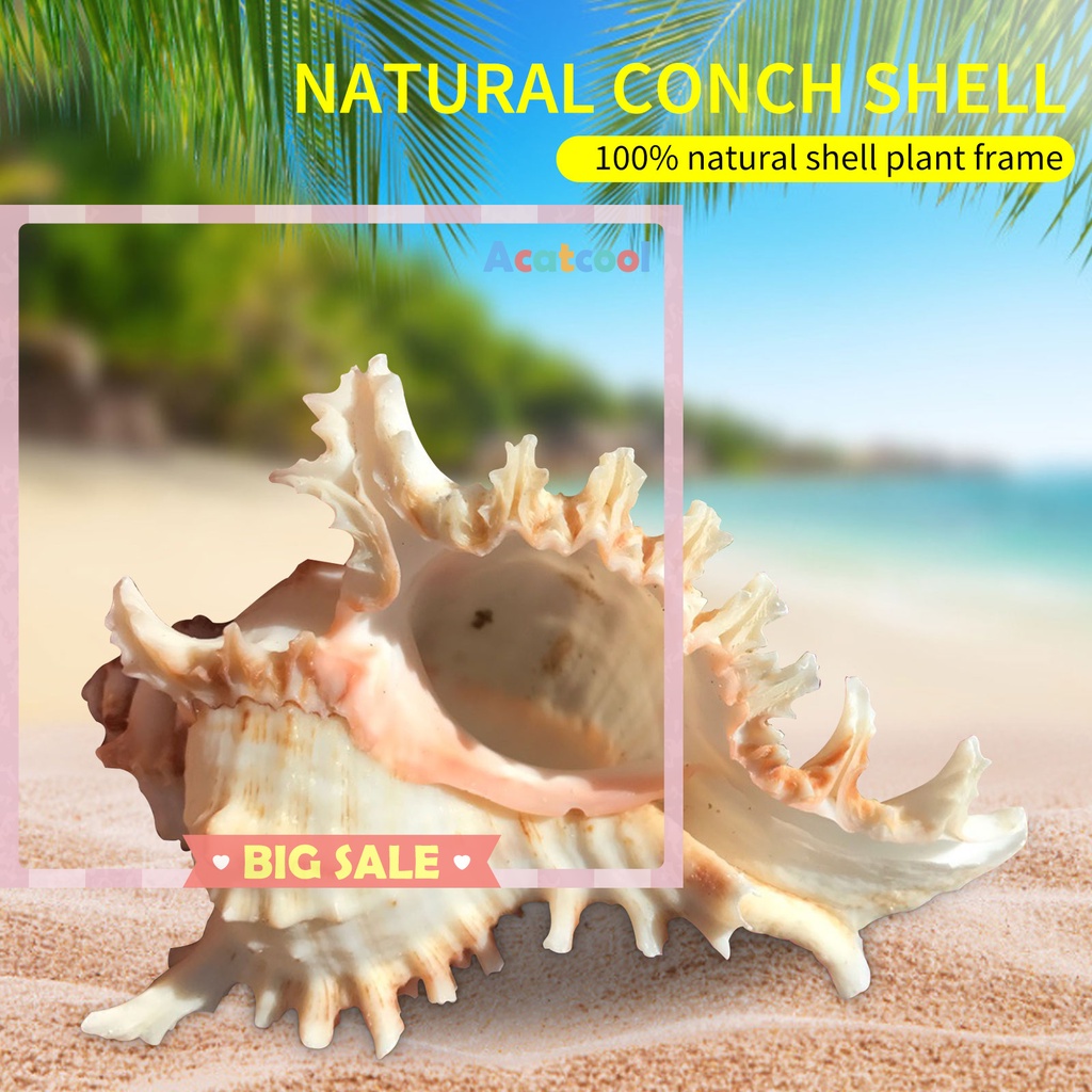 Sea Shell Plant Pots Natural Conch Air Plant Holder Seashell for Display