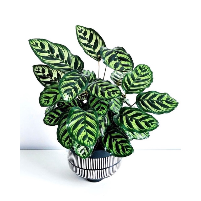 Tanaman Hias Chalathea Makoyana - Calathea Hidup - tanaman hias hidup - bunga hias - bunga hidup - t