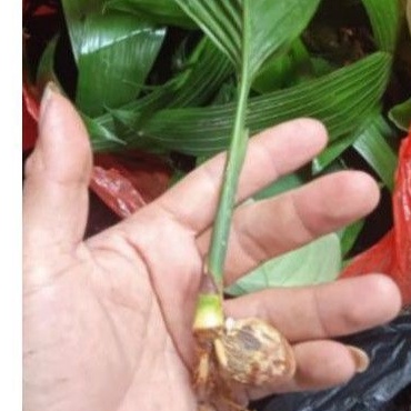 bibit buah pinang merah