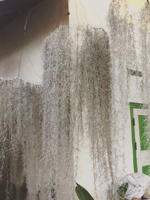 tanaman hias gantung jenggot musa jenggot nabi