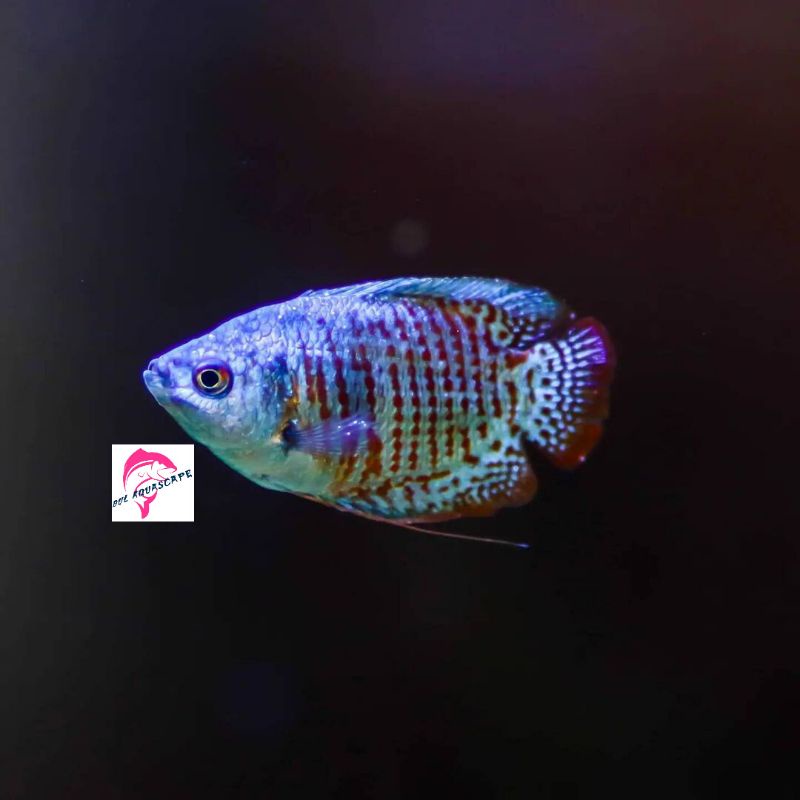 Hiasan aquarium / ikan hias sepat ralis aquascape